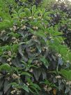 Lophostemon confertus