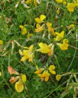 Lotus corniculatus