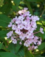 Luculia gratissima