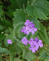 Lunaria annua