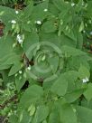 Lunaria rediviva