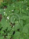 Lunaria rediviva