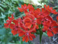 Lychnis chalcedonica