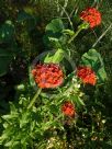 Lychnis chalcedonica