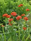 Lychnis chalcedonica