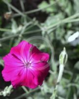 Lychnis coronaria