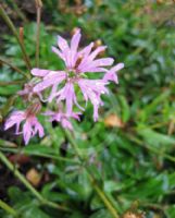 Lychnis flos-cuculi