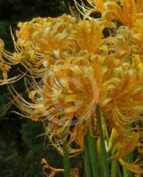 Lycoris aurea