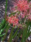 Lycoris radiata