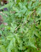 Lygodium japonicum