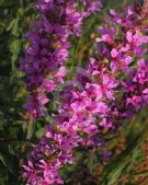 Lythrum salicaria