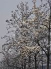 Magnolia denudata