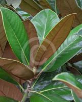 Magnolia grandiflora Exmouth