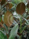 Magnolia grandiflora Exmouth