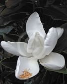 Magnolia grandiflora Little Gem