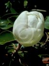 Magnolia grandiflora Little Gem