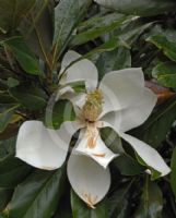 Magnolia grandiflora