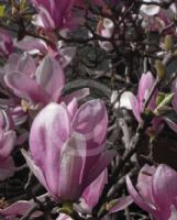 Magnolia soulangeana