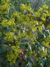 Berberis aquifolium