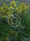 Berberis aquifolium