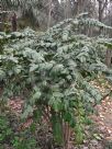 Mahonia japonica Bealei Group