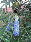 Mahonia oiwakensis