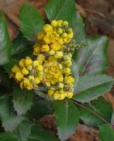 Berberis repens