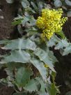 Berberis repens