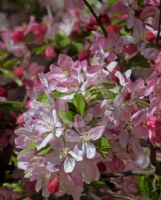 Malus floribunda