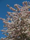 Malus floribunda