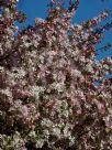 Malus floribunda
