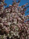 Malus floribunda