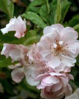 Malus ioensis Plena