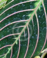 Maranta leuconeura Erythroneura