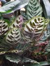 Calathea makoyana