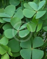 Marsilea quadrifolia