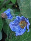 Meconopsis baileyi