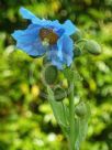 Meconopsis baileyi