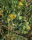 Medicago arborea