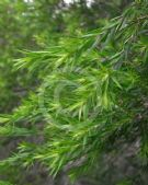 Melaleuca bracteata Revolution Green