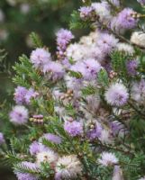 Melaleuca decussata