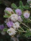 Melaleuca decussata