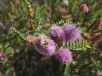 Melaleuca decussata