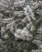 Melaleuca lanceolata