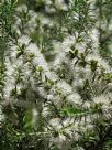 Melaleuca lanceolata