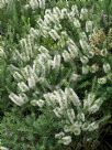 Melaleuca lanceolata