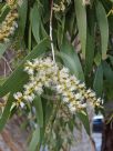Melaleuca leucadendra