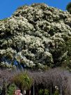 Melaleuca linariifolia