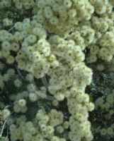 Melaleuca nodosa