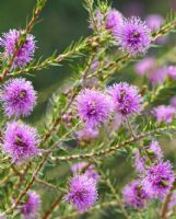 Melaleuca squamea